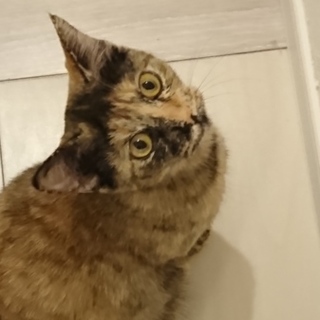 ビビリな女の子