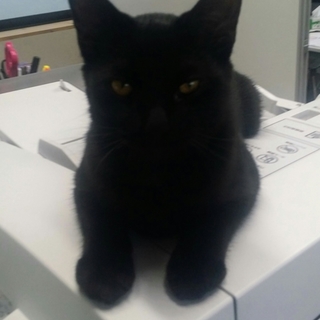 人懐っこい7ヶ月の男の子