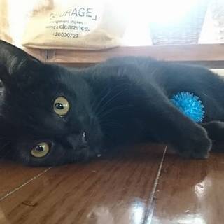 愛くるしい黒天使☆こたろう4ヶ月