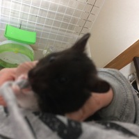 コウチャン