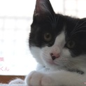 あまあま♡白黒子猫こんぶくん里親募集