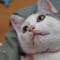 あまあま♡右足先に麻痺のあるサバ白子猫おもちくん