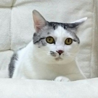 人懐こくてやさしい少年シゲちゃん