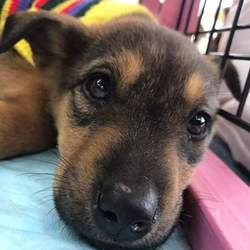 メリー保護リマス 譲渡会 サムネイル3