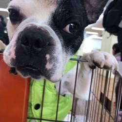 メリー保護リマス 譲渡会 サムネイル2