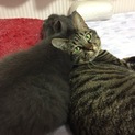 キジトラのキー君
