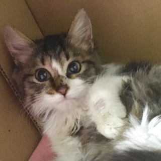 メインクーンみたい！おっとり可愛い長毛仔猫