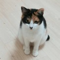 三毛猫