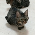 双子キジトラ