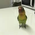 群馬県 ボタンインコ メス