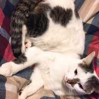 ハル