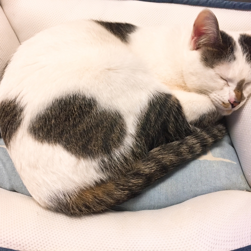 ハルのカバー写真