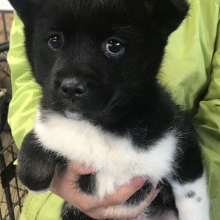 ♂５４２里親さん募集です(^^)