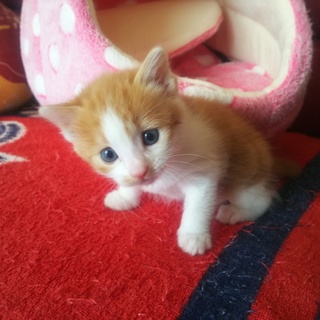 里親様が見つかりました！