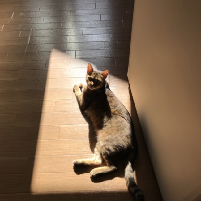 nekikoのカバー写真