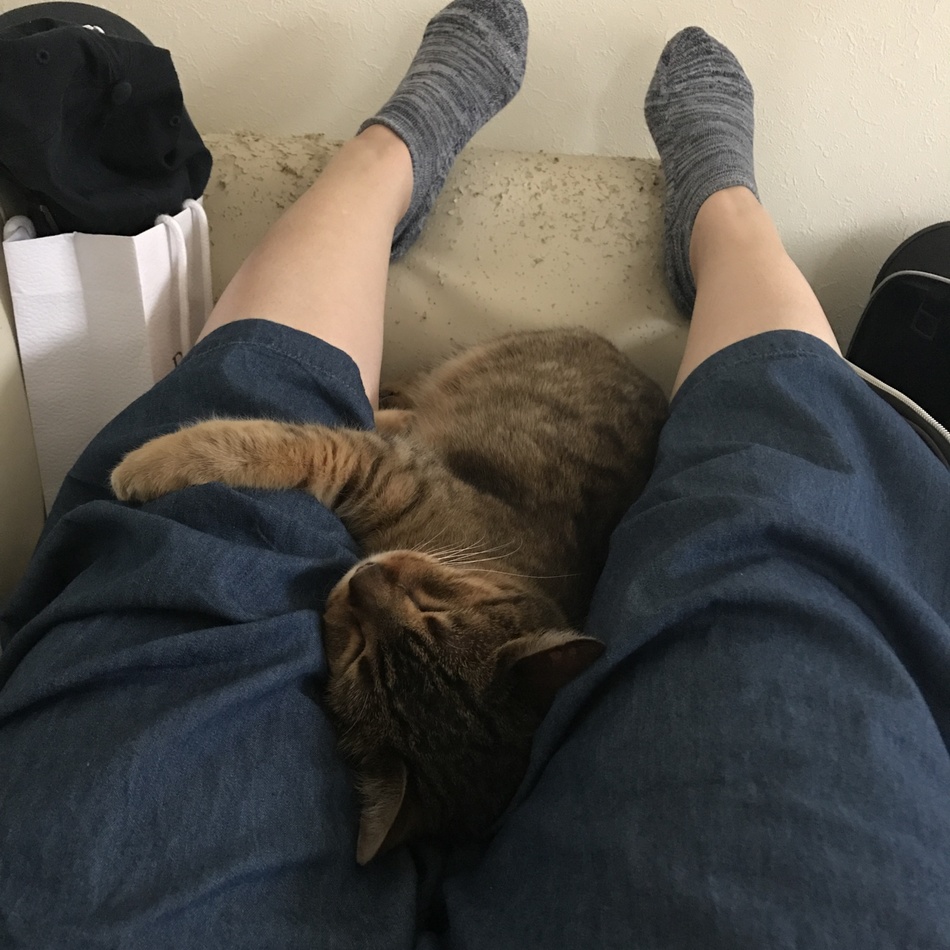 ダリアのカバー写真