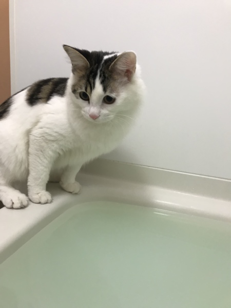 アメリ