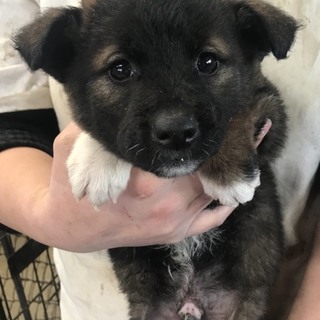 ♂５４５里親さん募集です(^^)