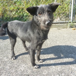 撫でられるの大好き甘えん坊のテリアミックスくん