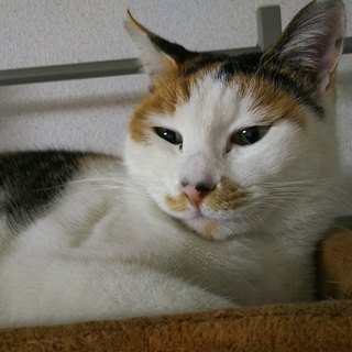 １歳美猫の三毛猫さん、ナデナデ大好き