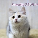 長毛パステル三毛　スミレちゃん　里親様募集中！
