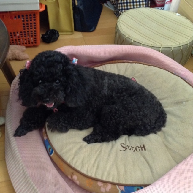 ナナコちゃんのカバー写真