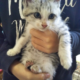 凍えていた兄弟　家族に迎えてあげてください！