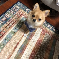 ゆず