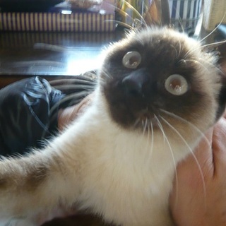 美猫シャムちゃん