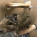 片目が開きませんが、とても懐っこい子です！