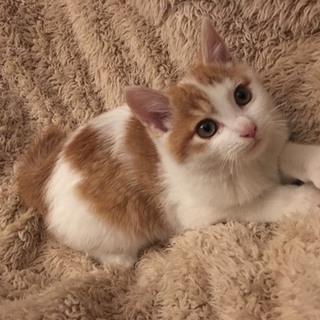 静岡県富士市より里親さん募集です