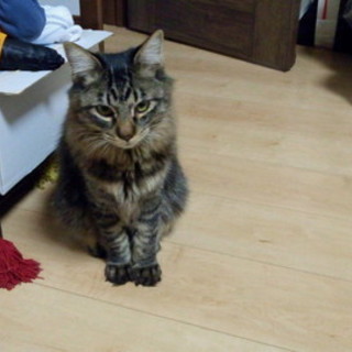 静岡県富士市より里親さん募集です