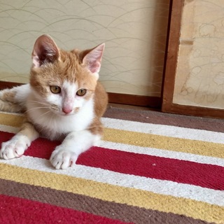 背中にうっすらアメショ柄な茶白くん