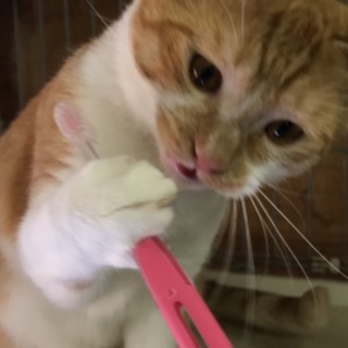 人懐っこい茶白のシュン君（動画有）