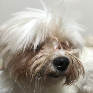 小柄なマルチーズ