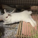 ネザーランドドワーフ REW 純血種 