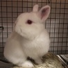 ネザーランドドワーフ REW 純血種  サムネイル2