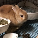 ネザーランドドワーフ 純血種  里親募集です