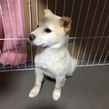きなこもちくん募集一時停止