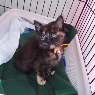 人が大好きサビちゃん & 茶トラくん兄弟