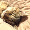 猫岩石