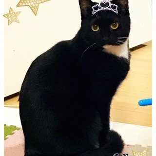 美猫のタキシードキャット