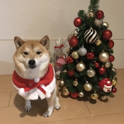 メリークリスマス