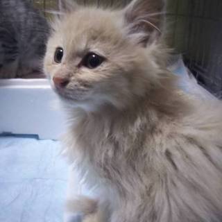 凍えていた兄弟　家族に迎えてあげてください！