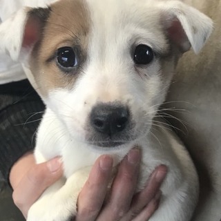 ♂５５１里親さん募集です(^^)