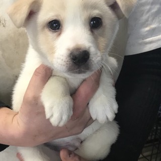 ♂５５２里親さん募集です(^^)