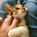 駐輪場で鳴いてた甘えん坊三毛猫咲ちゃん