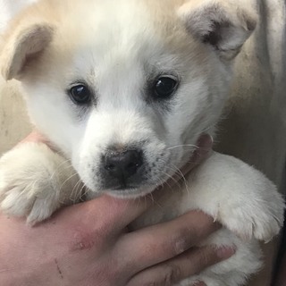 ♂５６３里親さん募集です(^^)