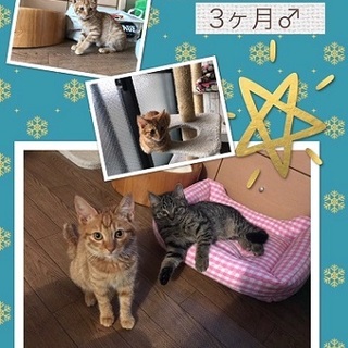沢山あまえたい茶とらの仔猫