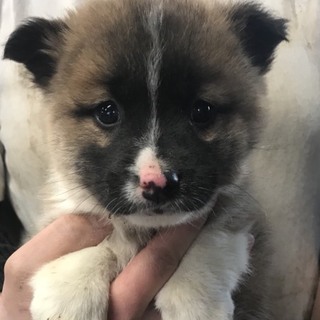 ♂５６５里親さん募集です(^^)